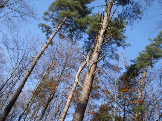 Sławomir