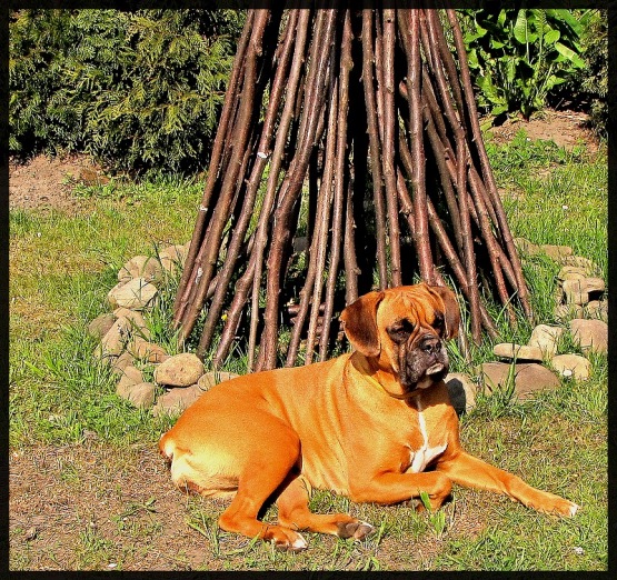 MACIEK