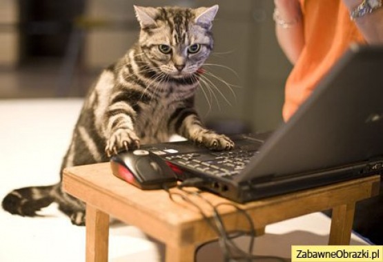 gepard