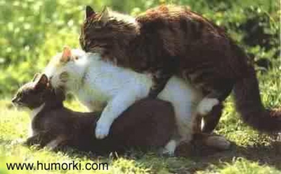 gepard