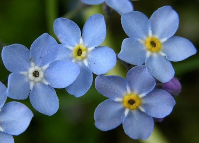 FORGET-ME-NOT
