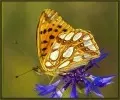 Balbina