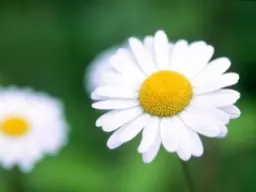 stokrotka
