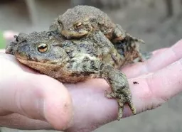 sztygar