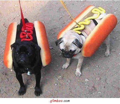 hot dogi