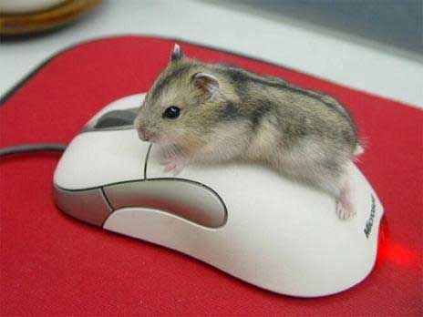 zboczona mysz ;)