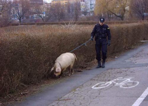 Polska Policja ma ciężką pracę .