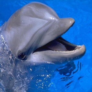delfin bloguje