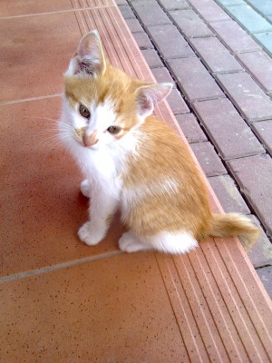 Gosia
